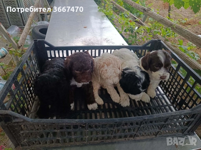 Лагото на 45 дена, снимка 6 - Други - 55225732