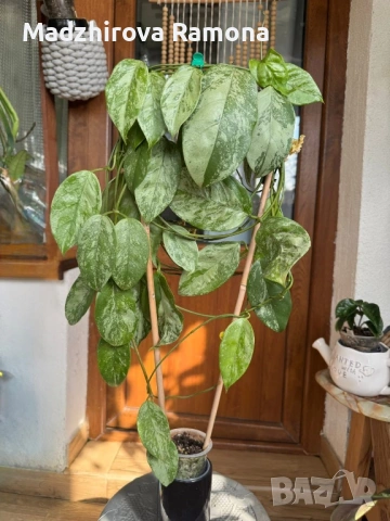 Hoya Хоя Coriacea Silver , снимка 3 - Стайни растения - 54586769