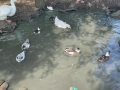 продавам патета call duck, снимка 4