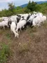 Продавам овце и кози, снимка 4