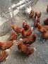 Млади Кокошки носачки, снимка 3