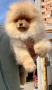 Померан мини померанче, снимка 2