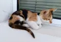 Подарявам котенце - трицветка, снимка 4