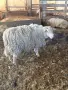 Продавам овен 2 бр, снимка 1