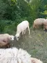 Продавам кочове, снимка 3