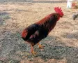 кокошки различни породи, снимка 5