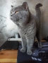 Британски котенца, снимка 9