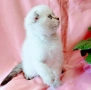 Шотландско мъжко Скоттиш Фолд , снимка 6