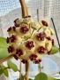 Hoya Хоя Kerrii , снимка 2