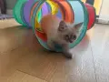 Невска маскарадна котка , снимка 2