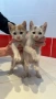  Мъжки котета, снимка 1