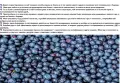 пресни горски боровинки, снимка 2