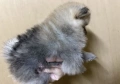 Померан мъжки 2 месеца , снимка 5