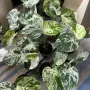 Добре вкоренена "Monstera Bulbasaur Variegata", снимка 2