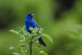 Sigma 135-400mm f/4.5-5.6 D APO Никон, снимка 7