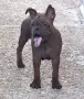 Chongqing Dog китайски булдог , снимка 1