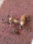 Бронзова фигурка на 🐎 кон 52857, снимка 9