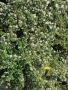 Котонеастър Дамери Мажор, Cotoneaster Dammeri Major, снимка 4