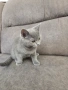 британско женско коте , снимка 2