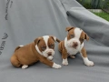 Американски питбул териер ,,Ред ноус''(American pitbull terrier Red nose), снимка 4