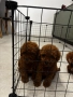 Мини пудели / Mini Poodles, снимка 5