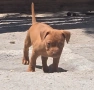 Pitbull red nos, снимка 6