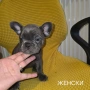 Френски булдог търси дом 🐾 Малки френски булдочета на 40 дни търсят своето  ново  семейство. , снимка 12