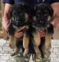 Немски овчарки , снимка 12