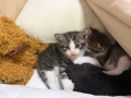 Котенца си търсят дом!, снимка 5