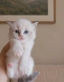 Регдол коте , снимка 3
