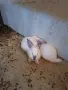 Зайци на 3 месеца мъжки , снимка 6