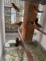 Различни видове амадини, снимка 7