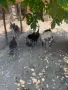 Яйца от селска пуйка, снимка 3