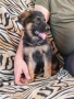 продавам мъжко немска овчарка , снимка 1