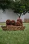 Той пудел Toy poodle, снимка 16