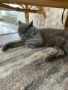 Британска котка, снимка 2