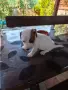 Малки кученца Джак Ръсел, снимка 2