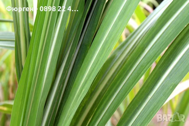Захарна тръстика (Saccharum officinarum) – екзотично растение, снимка 4 - Разсади - 55608665