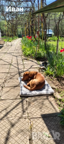 Гледане на кучета, хотел за кучета, нощувки и да други домашни любимци, снимка 7 - Други животни - 54148561