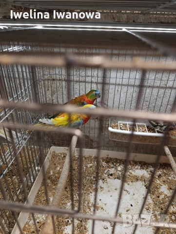 Продавам неофеми 