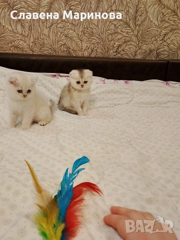 Шотландски котета ,сребърна чинчила, колорпойнт, дългокосместа котка, снимка 6 - Чинчили - 54735813