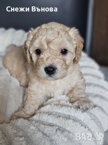 Ексклузивни Малтипу F1b бебета (Maltipoo) + Пълен Премиум Стартов Пакет (Подарък над 300€), снимка 5 - Други - 54980547