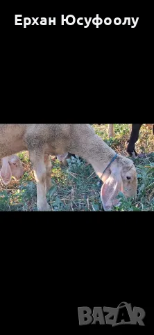 Мъжкооо агнееее, снимка 6 - Овце - 55532376
