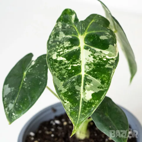 Alocasia Frydek Variegata
