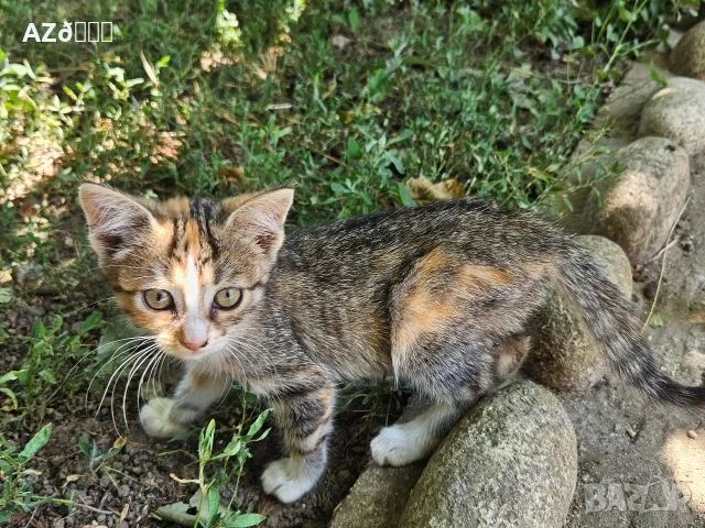 4 сладки котенца 
