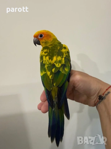 Ръчно хранена Слънчева Аратинга, снимка 2 - Папагали - 54313601
