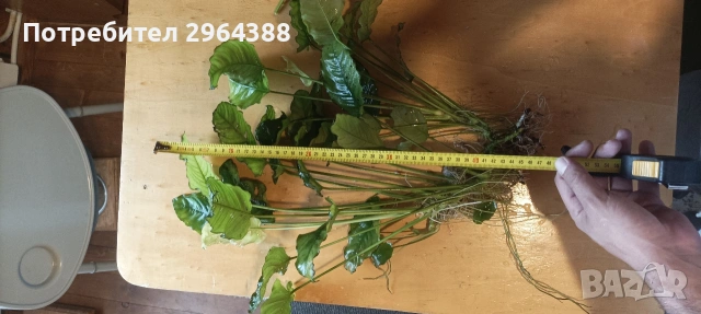 Продавам растения за аквариум , снимка 7 - Други - 54802608