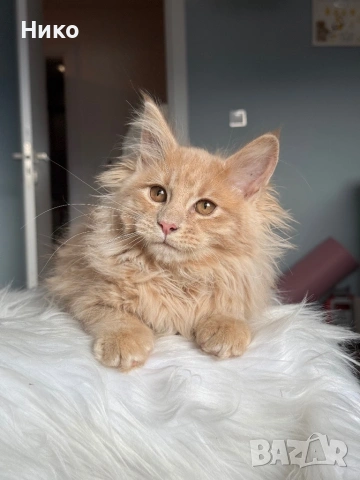 Мейн кун котенца / Мейн куун котенца / Maine coon kittens