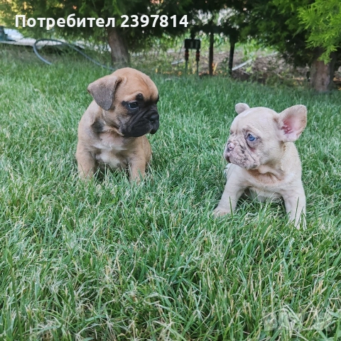 Френски булдог , снимка 5 - Френски булдог - 55008762