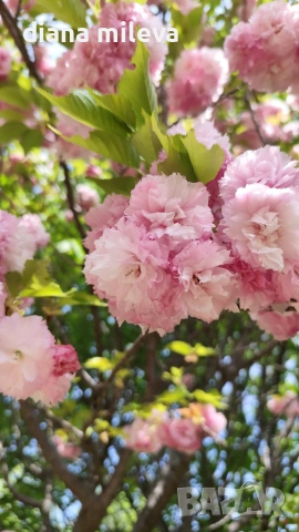 Японска Вишна Канзан, Сакура, Prunus Serrulata Kanzan, снимка 6 - Градински цветя и растения - 55161099
